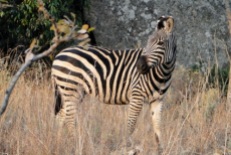 Zebra in the Eastern Highlands, Nyanga National Park, Zimbabwe