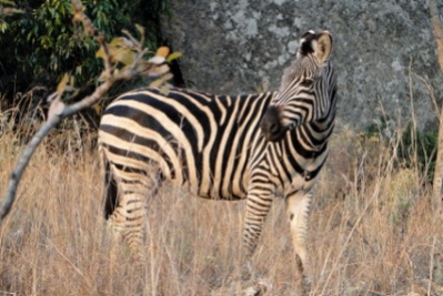 Zebra in the Eastern Highlands, Nyanga National Park, Zimbabwe