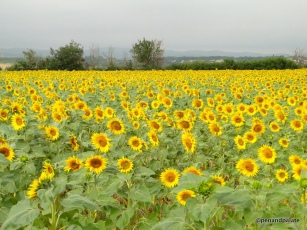 sunflowers in the southern Languedoc, France