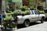 herb & plant car in Athens