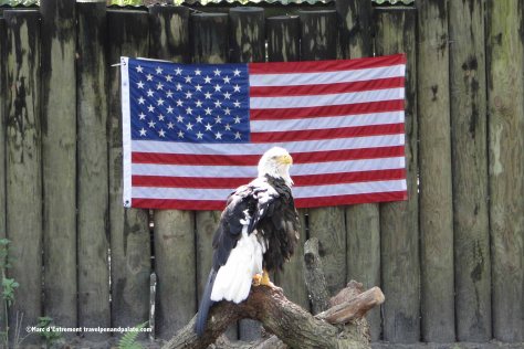 Bald Eagle, Homosassa Springs Wildlife State Park, Florida
